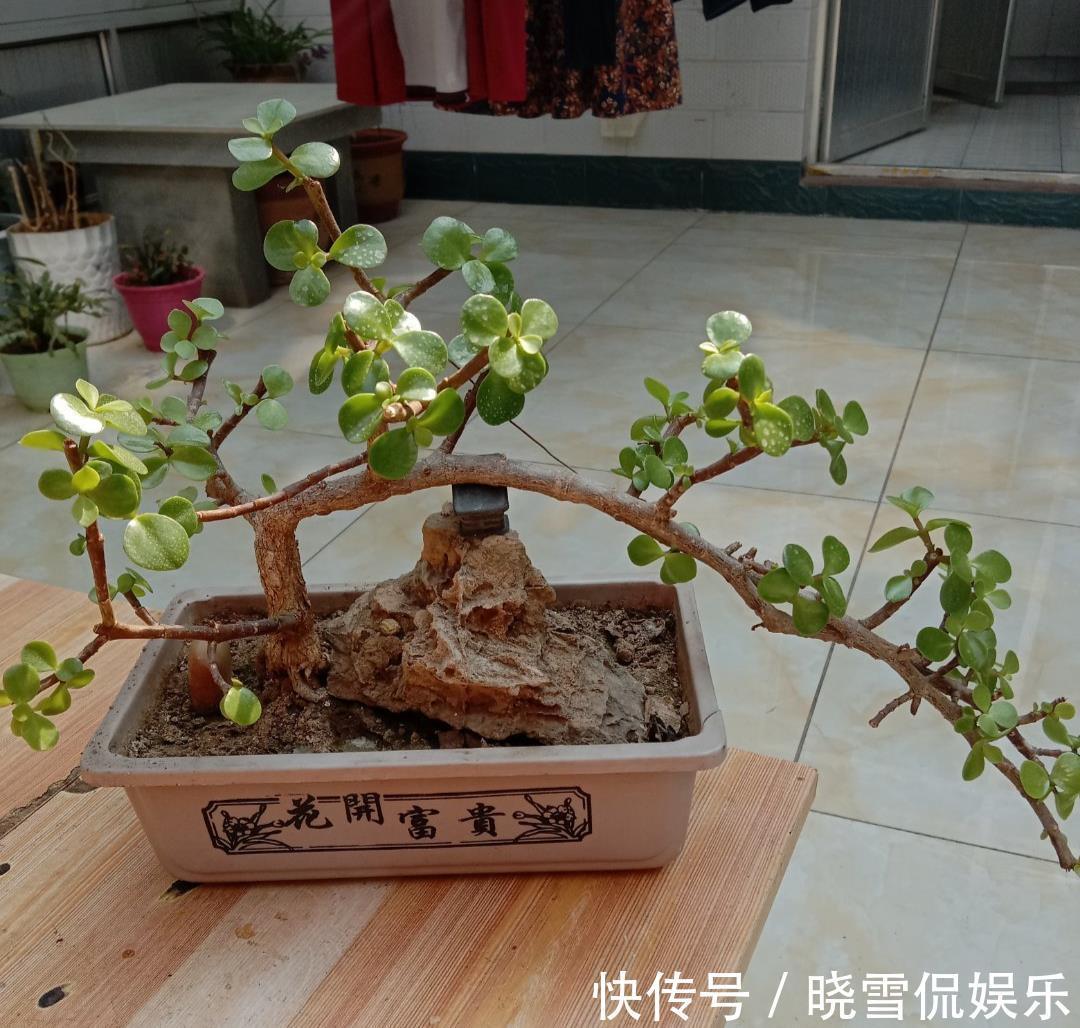 修剪|八月养金枝玉叶,激活“三开关”,窜出八爪根,次年长成苍劲老桩