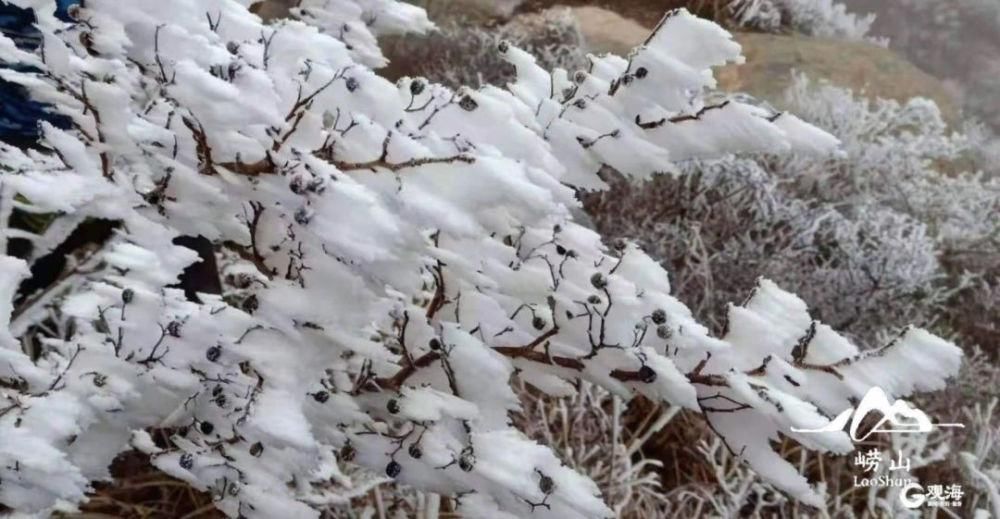 崂山|崂山下雪啦！细雨+飞雪+仙雾，这也太美了！