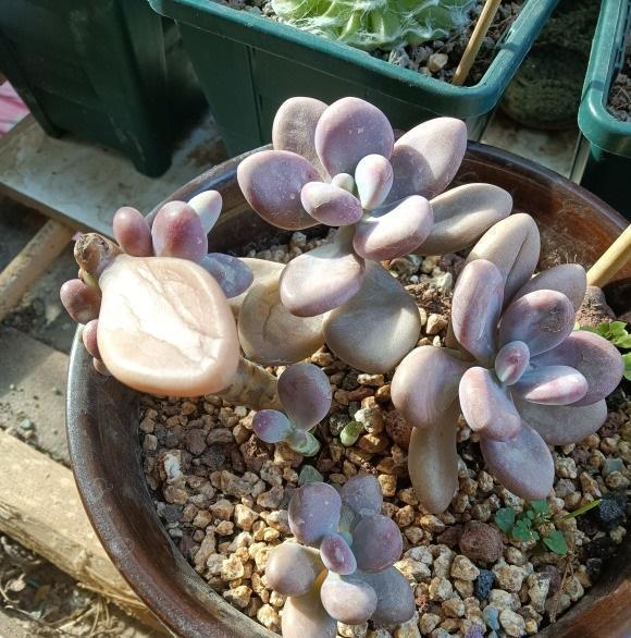 根系|多肉浇水浇多了，一碰就掉叶，小问题，控水1个月就恢复了