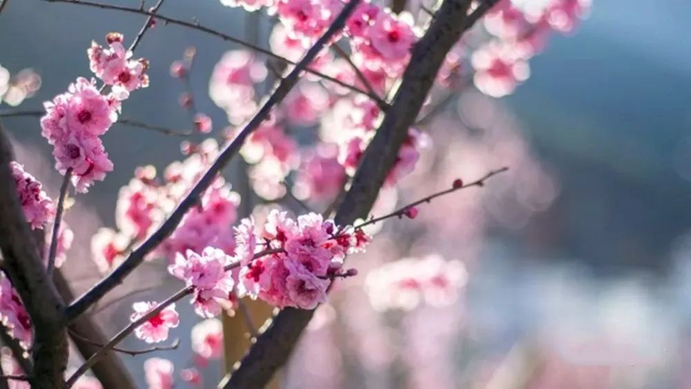 太平新城赏花地图新鲜来袭，一起看这“花花世界”