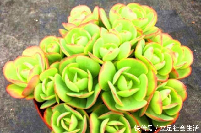 多肉碧桃养护不能按套路,注意这些才能养出果冻色,形状像鸡蛋!