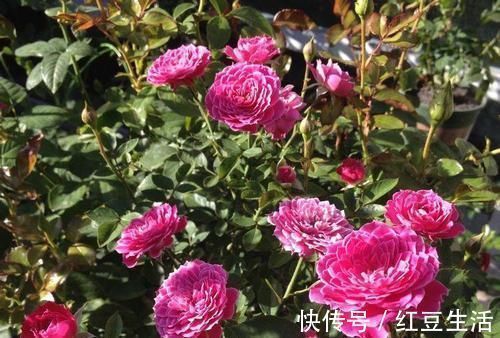 此花漂亮若牡丹,香味清新,四季开花,是阳台盆栽佳品