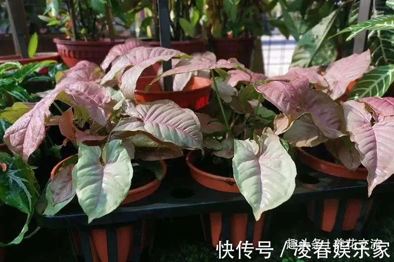 一年四季可以养在室内的开花植物和观叶植物，附新手养护教程