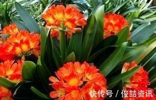 会养花的人，就养2种花，镇宅好寓意，是家庭盆栽佳品！