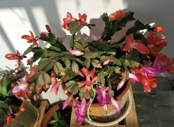 年宵花|阳台盆栽年宵花蟹爪兰,细节遵循4个要求,茎叶旺盛、开花多