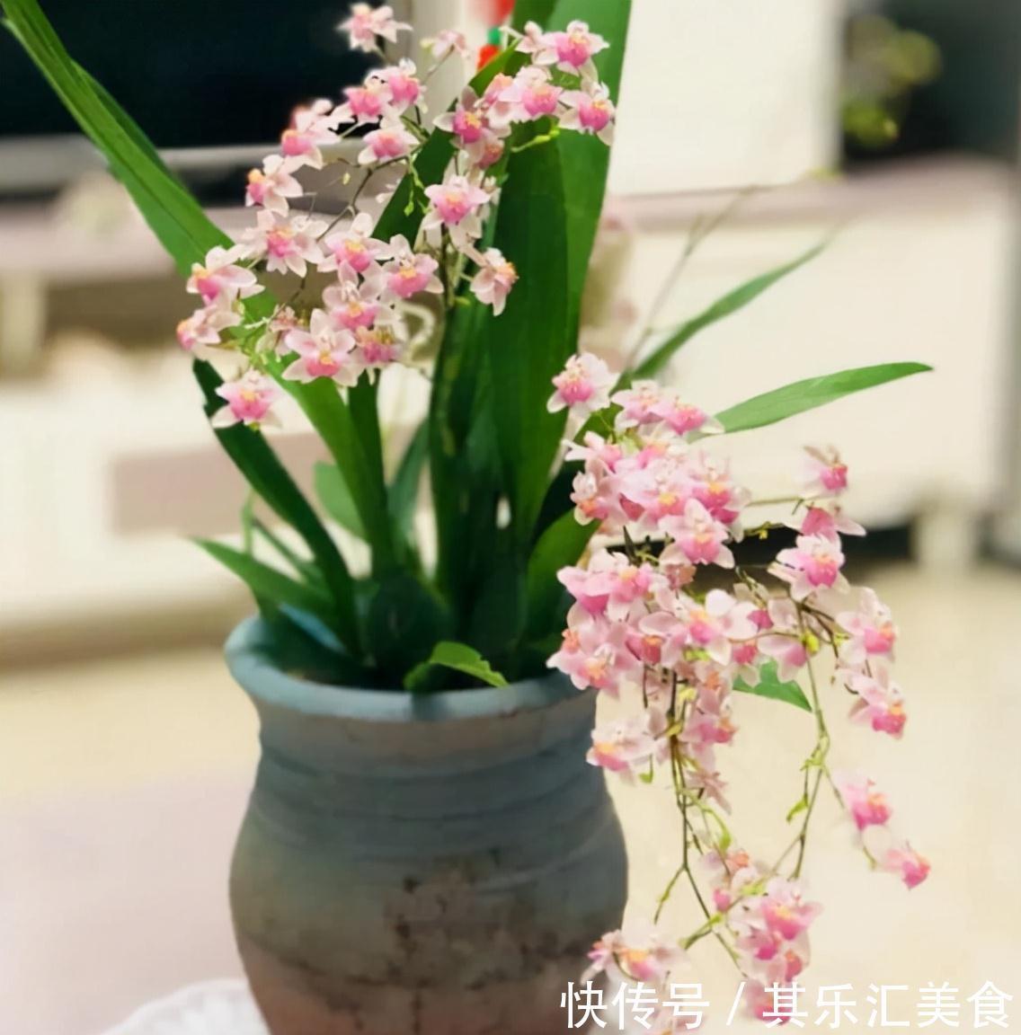 香水|5种香水花，家里养一盆，花香怡人，好看又好闻