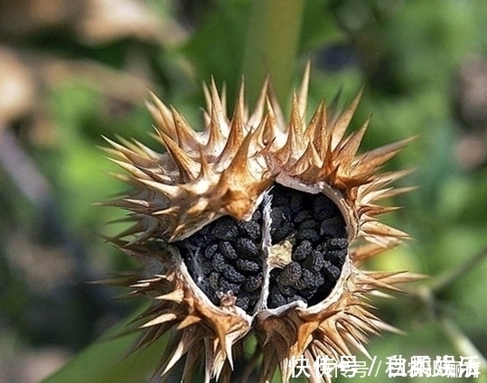 寒哮|农村生长的这种野生植物，花朵颜色不同，却有治疗寒哮的功效