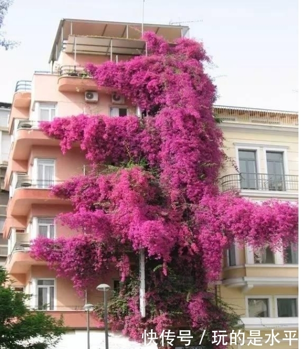 4种花最适合阳台养,好养又漂亮,花朵开满枝头,一开就是300天!