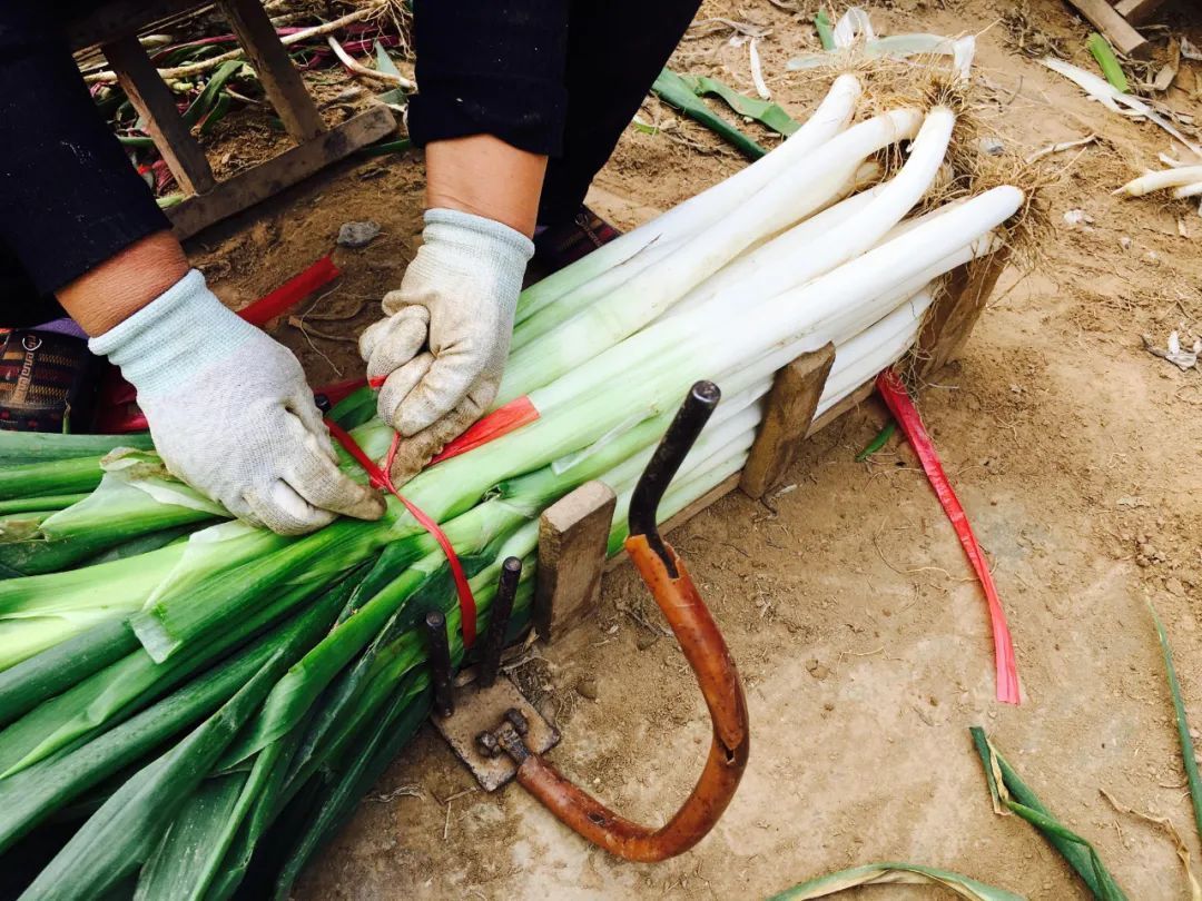 健康|为何老中医说,大葱能少吃就少吃,或者最好别吃?有何健康讲究?