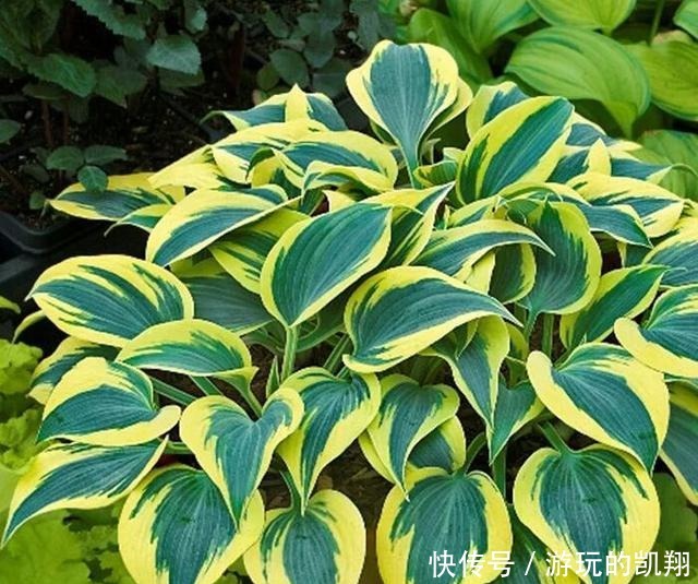 家里采光差,就养6种花,不爱晒太阳,就给一点光,蹭蹭长满盆