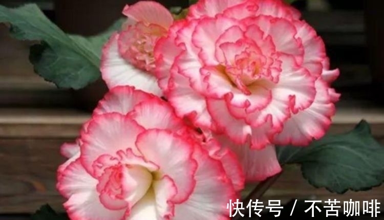 文学作品|几种花卉，花开繁盛花香怡人，花朵粉嫩丰腴，绚丽夺目