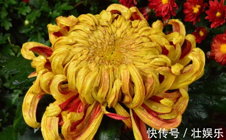 自从知道“3个”小妙招,再也不愁夏天菊花养不好!开花爆盆好养