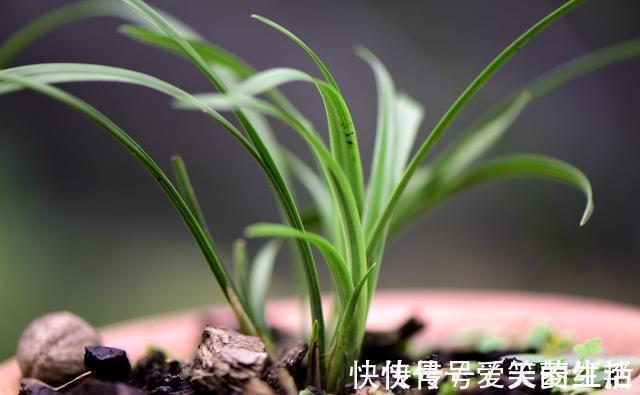 兰花弱苗复壮,仅仅是施肥吗?主要的技巧有这几点