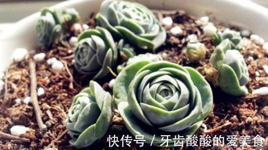 唯美易爆盆,多肉植物子持莲华的养护方法