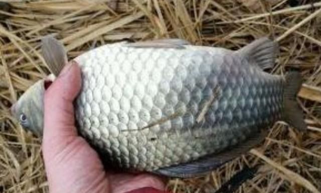 冬钓开饵,唯独这五步才最关键,莫忽视,二十年老钓手拍手叫好