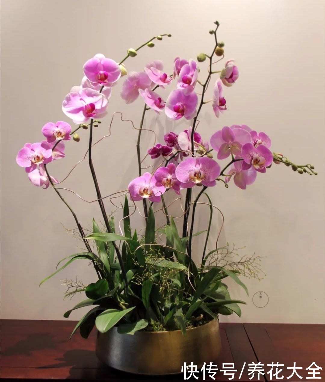 年底了，养盆招财花，招财进宝寓意好