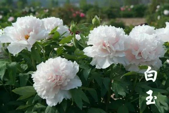 喜欢牡丹花，却一不小心买到芍药！附牡丹花品种图鉴大全