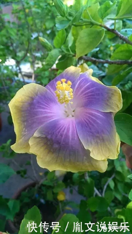 种花|1种花一开就是300多天,好养又漂亮,新手懒人都能养!