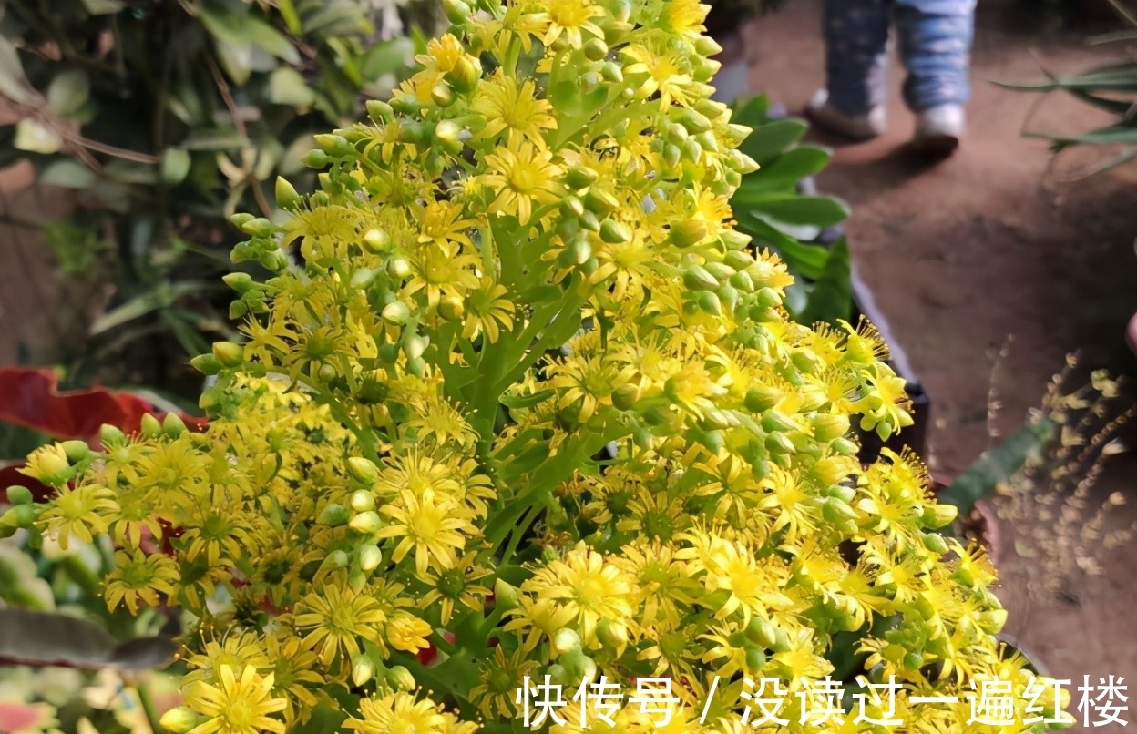 烦恼多肉开花该不该留?搞清楚“为什么”,想留就留、想剪就剪