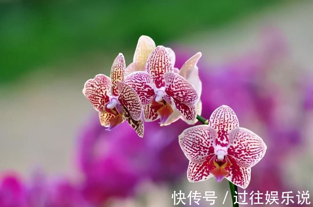 花友们|这3种花养一盆就上瘾,枝条贼好扦插,一盆能生好几盆