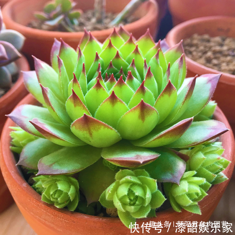 观音莲这样养,不用施肥,一样长满小崽