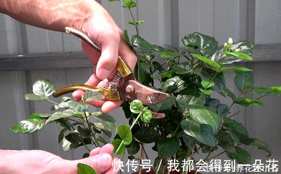 养茉莉花发现4种枝条,正确的方法是及时剪掉,否则会影响开花