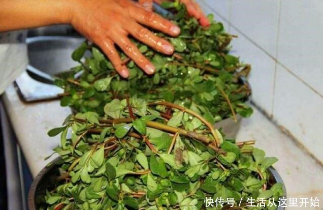 这“3种”植物,别嫌它“丑”,家里养1盆,能省不少“医药费”!