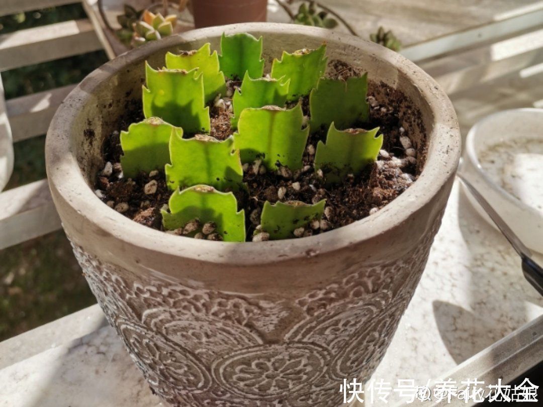 叶子|冬天扦插,最简单的方法学起来,这6种花都能生根