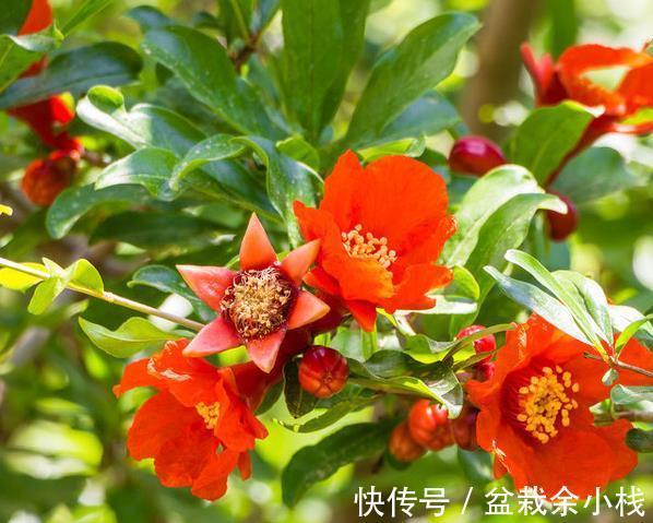 品种|石榴的花好看果也好看,栽在庭院中最适合,但石榴有花无果时咋办