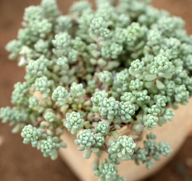 白牡丹|家养多肉,就养这“3种”,叶片肥、颜色艳,养成老桩,价值翻番