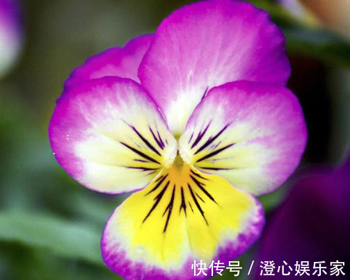 浇水量|三色堇怎么养开花多教你3个小妙招,三色堇花色鲜艳更繁多