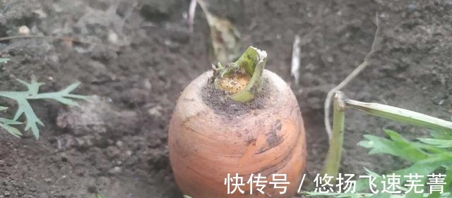 胡萝卜|家常豆腐，味道浓郁，酸甜苦辣尽在其中，是非常好吃的一道菜！