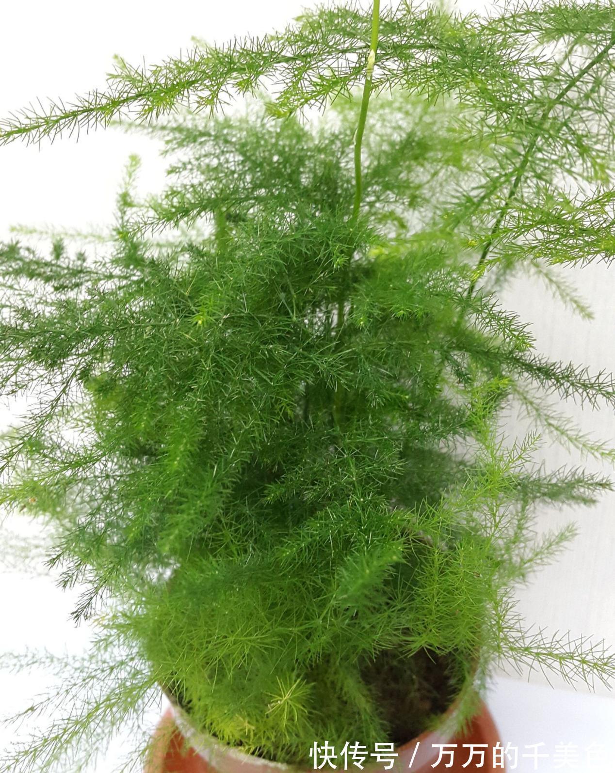 成活率|大蒜真是个“宝”,养花就有4大妙用,甭错过!