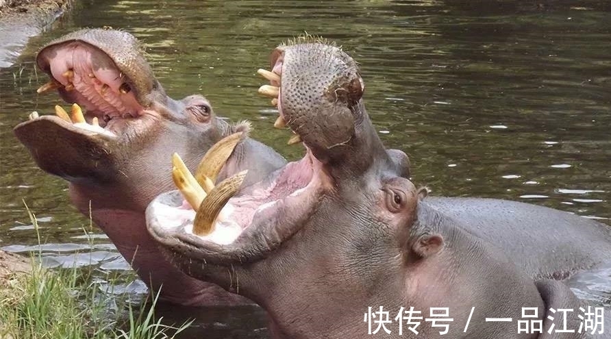 24个冷知识：生物老师看完直呼不可思议，但却真实存在的有趣知识