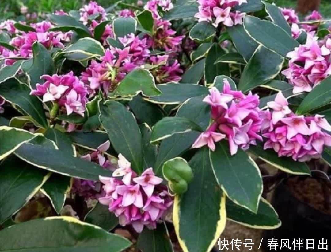 金边瑞香开完花后,下一步要如何养护?植株才能长得旺盛
