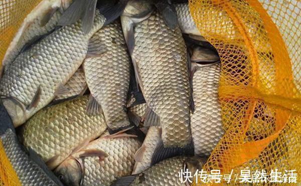 冬季钓鲫鱼,传统钓更有优势,试试这种钓法,让你大鲫鱼连竿上