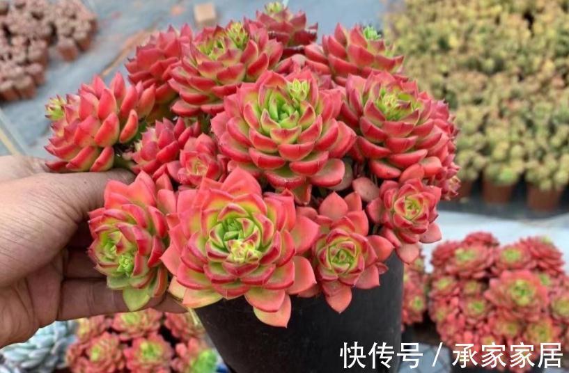 火红色|养多肉别随意,选这3款,养2年成老桩,身价倍增,赚大了