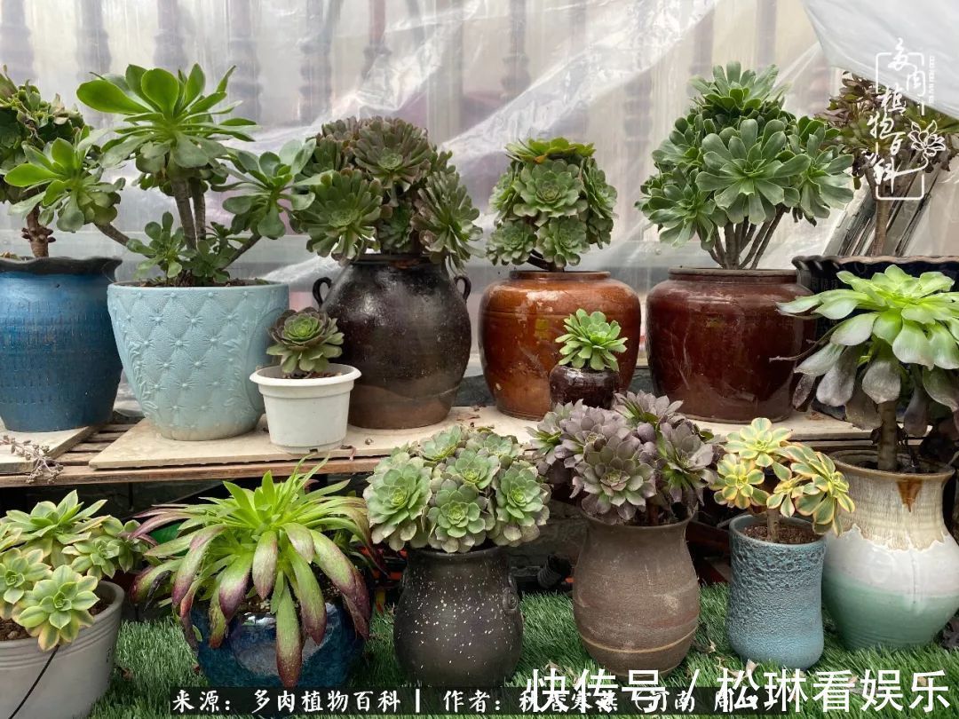 多肉千万种,我独爱法师!爱它的霸气,更爱它的华丽蜕变!