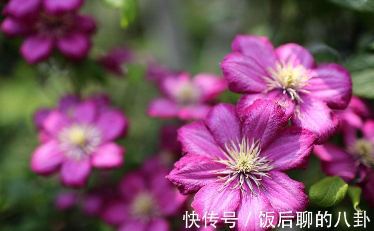 农历9月27日开始，养花养个耐看的，比香水还好闻，四季有花开