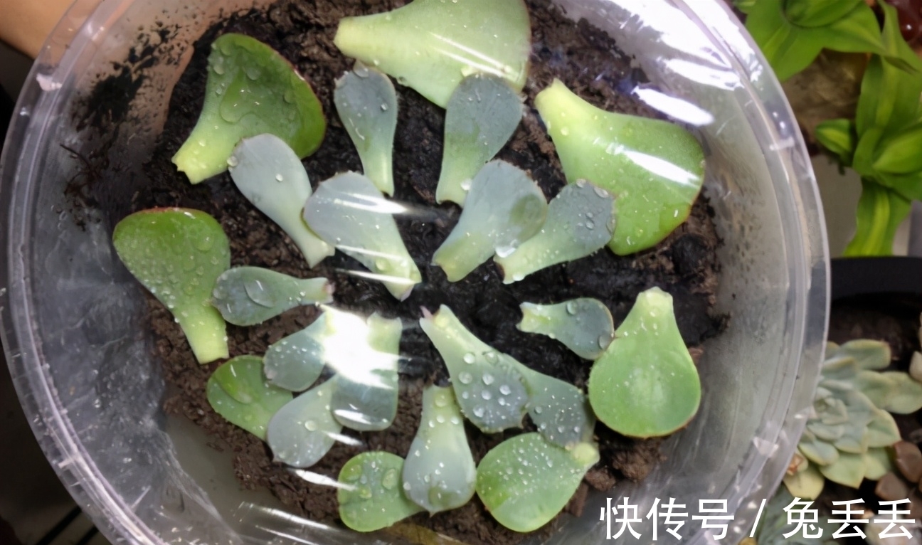 繁殖多肉的途径：砍头茎插、拿叶子催根育苗