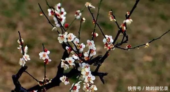 5种本木花卉,随便在家养一盆,瞬间提升档次