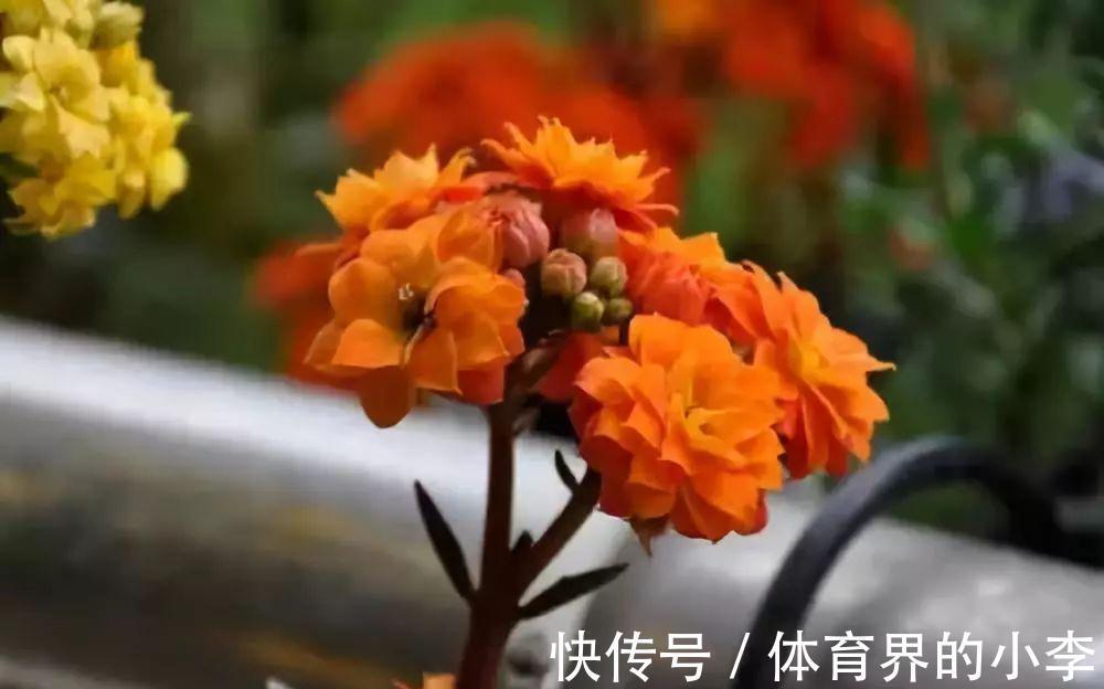 长寿花这样伺候,健康又长寿,开完一茬又一茬