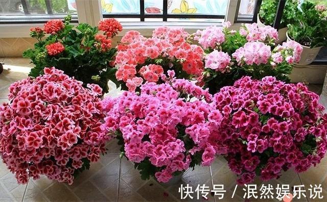 叶子花|阳台养此2种花,开花量比“月季”还大,枝枝满花,耐旱又好养