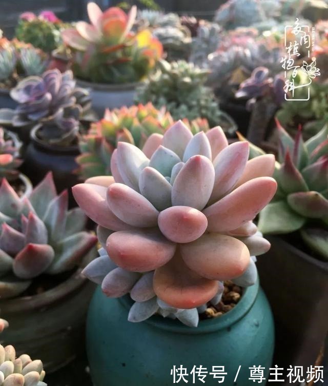 百科|养多肉三年多,初见惊鸿!累并快乐着!养多肉三年多,初见惊鸿!累并快乐着!