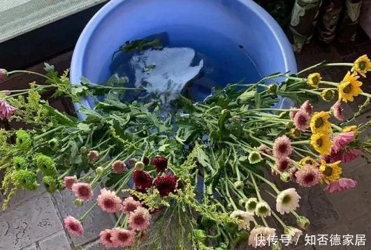 磨粉|这5样“小药丸”不值钱,过期了却仍能磨粉养花,好处多多
