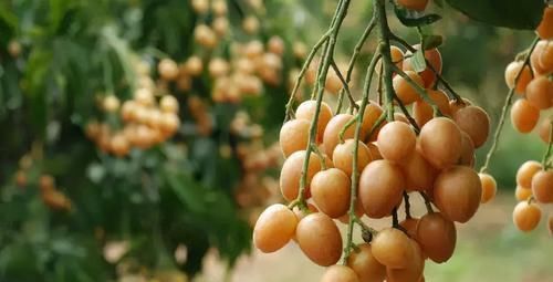 养胃|不想老太快,3种食物值得天天吃,健脾养胃,美容养颜、清新口气