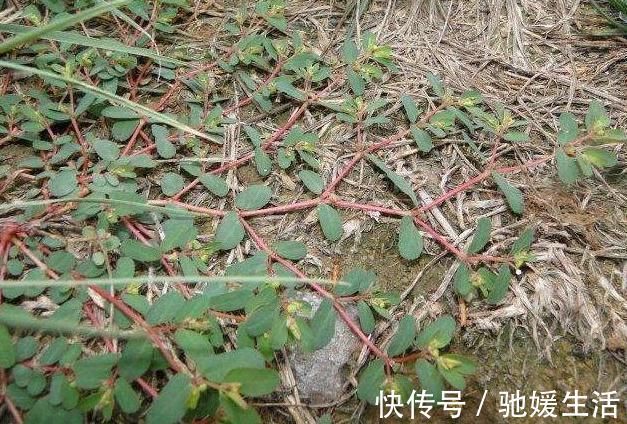 止血|马齿笕的“孪生兄弟”,人称“血见愁”,止血不留疤,你见过吗?