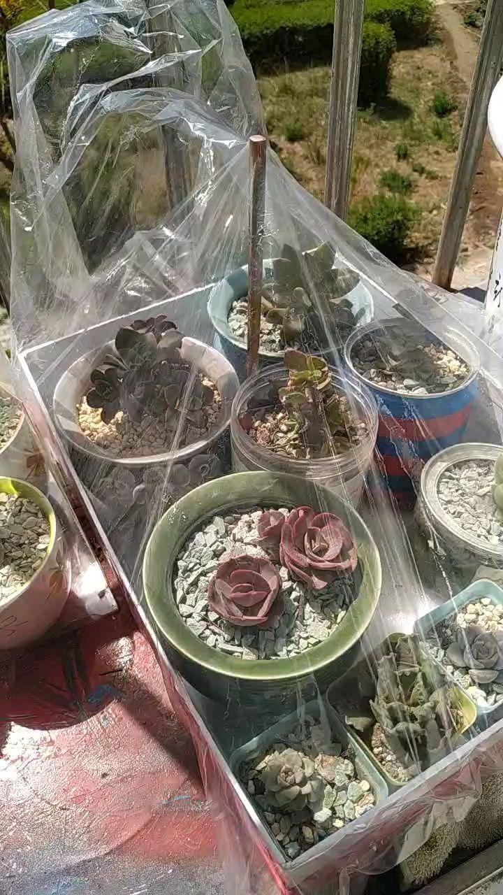 花友|塑料袋可是养花好东西,套住长寿花,咕噜咕噜冒花苞