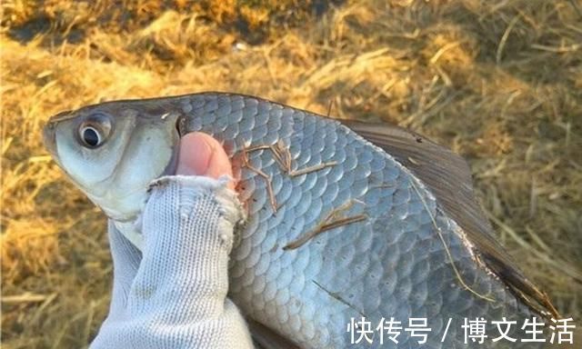 别嫌冬钓诱鱼慢,只需换用这八字诀,窝料入水就来鱼,不信你试试