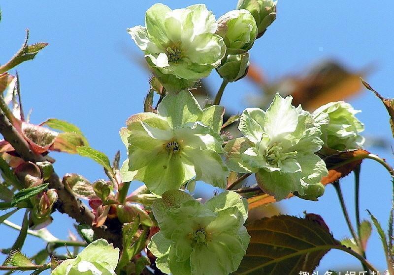 此花是世界一大“奇”，被誉为“花界奇花”，三奇之花